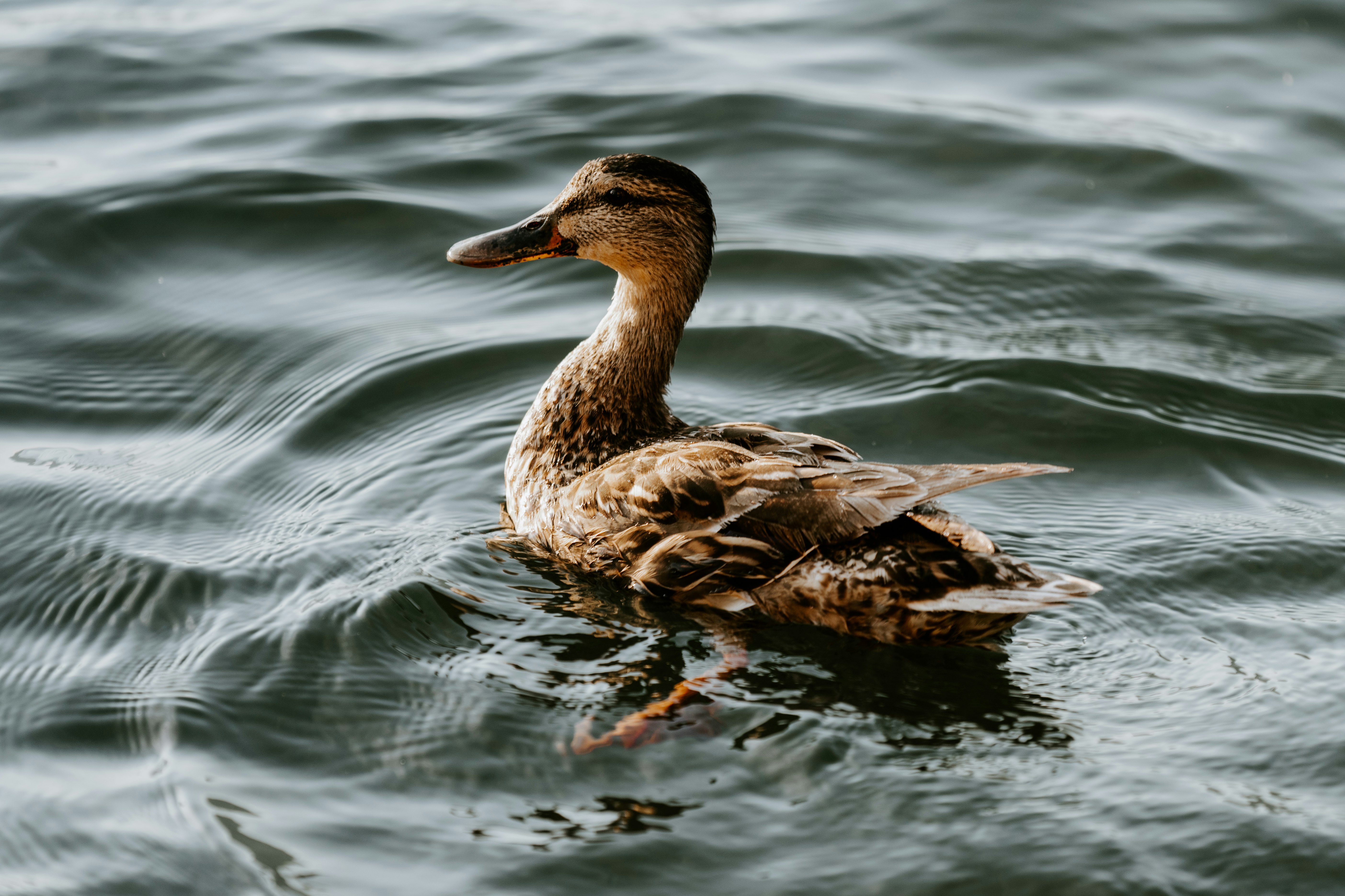 brown duck on water during daytime